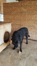 MURPHY, Hund, Mischlingshund in Rumänien - Bild 19
