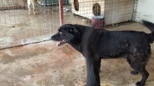 MURPHY, Hund, Mischlingshund in Rumänien - Bild 20