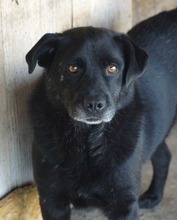 MURPHY, Hund, Mischlingshund in Rumänien - Bild 22