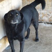 MURPHY, Hund, Mischlingshund in Rumänien - Bild 9
