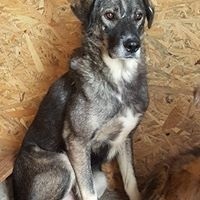 NICU, Hund, Mischlingshund in Rumänien - Bild 1