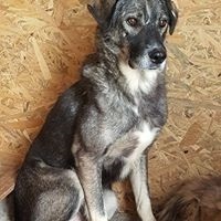 NICU, Hund, Mischlingshund in Rumänien - Bild 3