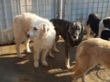 NICU, Hund, Mischlingshund in Rumänien - Bild 5