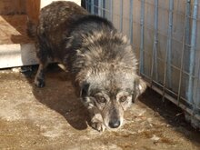 Mischlingshund CAIO aus Rumänien