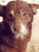 SANTOS, Hund, Mischlingshund in Meura - Bild 3