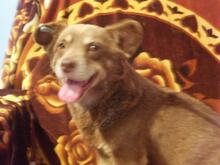 SANTOS, Hund, Mischlingshund in Meura - Bild 5