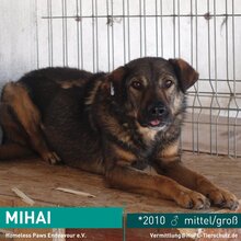 MIHAI, Hund, Mischlingshund in Rumänien - Bild 1