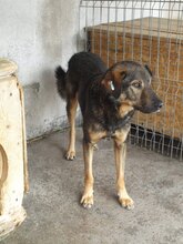 MIHAI, Hund, Mischlingshund in Rumänien - Bild 2