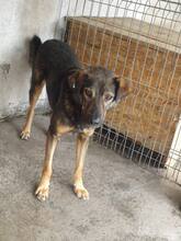 MIHAI, Hund, Mischlingshund in Rumänien - Bild 3