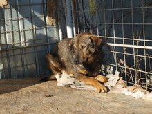 MIHAI, Hund, Mischlingshund in Rumänien - Bild 4