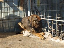 MIHAI, Hund, Mischlingshund in Rumänien - Bild 6