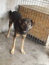 MIHAI, Hund, Mischlingshund in Rumänien - Bild 7
