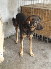 MIHAI, Hund, Mischlingshund in Rumänien - Bild 8