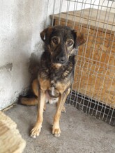 MIHAI, Hund, Mischlingshund in Rumänien - Bild 9