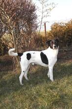 TALO, Hund, Mischlingshund in Landsberg - Bild 4