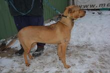 BRIANNA, Hund, Mischlingshund in Ungarn - Bild 3