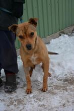 BRIANNA, Hund, Mischlingshund in Ungarn - Bild 5