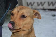 BRIANNA, Hund, Mischlingshund in Ungarn - Bild 6