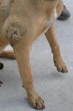 BRIANNA, Hund, Mischlingshund in Ungarn - Bild 8