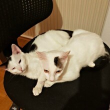 RAP, Katze, Europäisch Kurzhaar in Gondelsheim - Bild 3