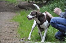 BOYJI, Hund, Mischlingshund in Odderade - Bild 8