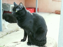 NOELL, Katze, Hauskatze in Spanien - Bild 5