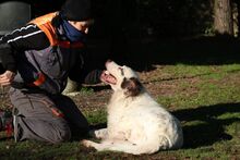 NEO, Hund, Maremmano in Italien - Bild 3