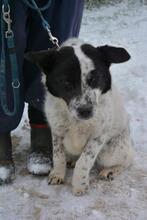 FIBI, Hund, Mischlingshund in Ungarn - Bild 4