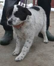FIBI, Hund, Mischlingshund in Ungarn - Bild 5