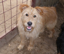 ARMIN, Hund, Mischlingshund in Ungarn - Bild 1