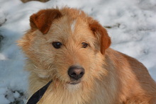 ARMIN, Hund, Mischlingshund in Ungarn - Bild 2