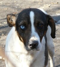 BOBI, Hund, Mischlingshund in Ungarn - Bild 1