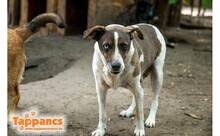 BOBI, Hund, Mischlingshund in Ungarn - Bild 2