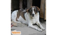 BOBI, Hund, Mischlingshund in Ungarn - Bild 4
