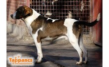 BOBI, Hund, Mischlingshund in Ungarn - Bild 5