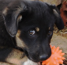 EISHA, Hund, Mischlingshund in Rumänien - Bild 1
