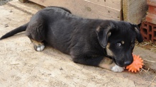 EISHA, Hund, Mischlingshund in Rumänien - Bild 2