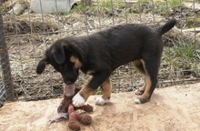 EISHA, Hund, Mischlingshund in Rumänien - Bild 3
