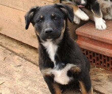 EISHA, Hund, Mischlingshund in Rumänien - Bild 4