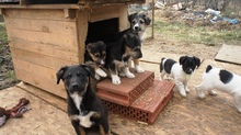 EISHA, Hund, Mischlingshund in Rumänien - Bild 5