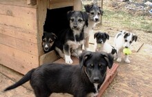 EISHA, Hund, Mischlingshund in Rumänien - Bild 6
