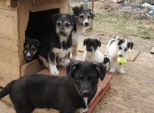 EISHA, Hund, Mischlingshund in Rumänien - Bild 7