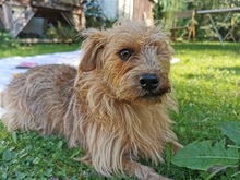HUGO, Hund, Mischlingshund in Zornheim - Bild 1