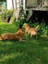 HUGO, Hund, Mischlingshund in Zornheim - Bild 3