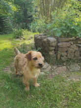 HUGO, Hund, Mischlingshund in Zornheim - Bild 8