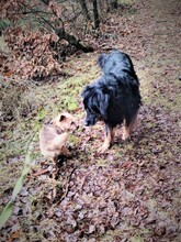 HUGO, Hund, Mischlingshund in Zornheim - Bild 9