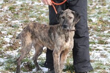 SANO, Hund, Mischlingshund in Lohra-Reimershausen - Bild 4