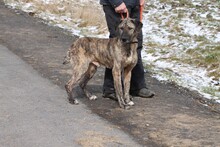 SANO, Hund, Mischlingshund in Lohra-Reimershausen - Bild 5