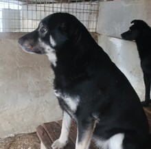 BURSA, Hund, Mischlingshund in Ungarn - Bild 3