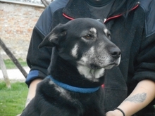 BURSA, Hund, Mischlingshund in Ungarn - Bild 4